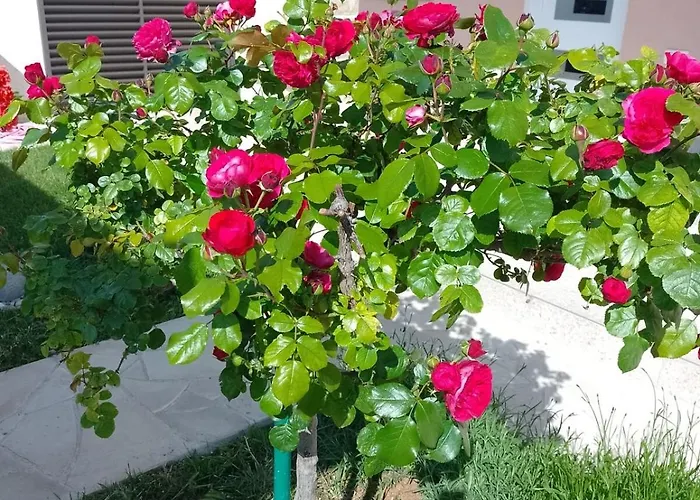 Josy With Gorgeous Garden *