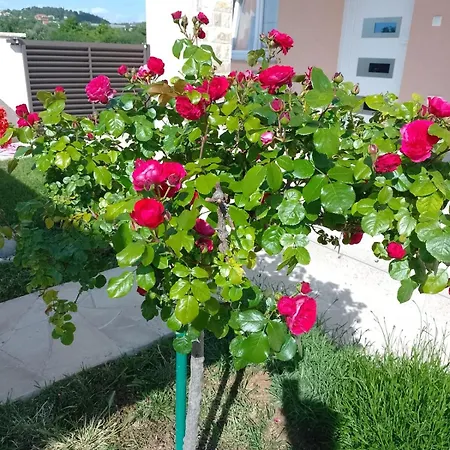 Josy With Gorgeous Garden *